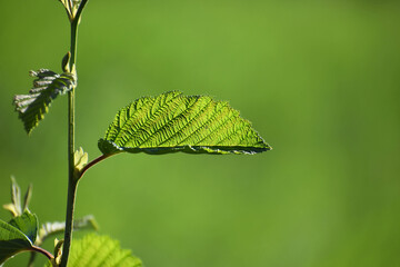 close up of a green leaf