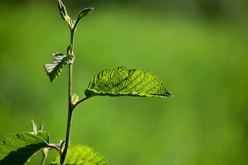 Leaf in the sunlight