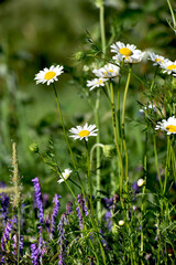 daisies in the field