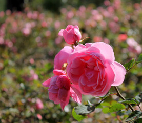 pink roses in garden