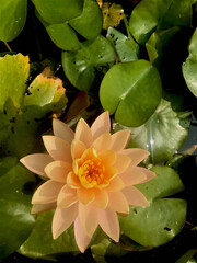 pink water lily