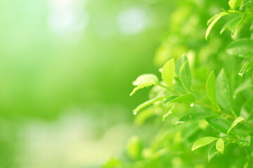 Obraz premium Closeup of Nature view of green leaves that have been eaten by a worm on blurred greenery background in forest. Leave space for letters, Focus on leaf and shallow depth of field.