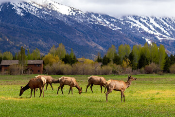 Fototapeta na wymiar Grazing Elk