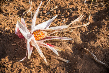 Plantación de maíz en Viñales Cuba