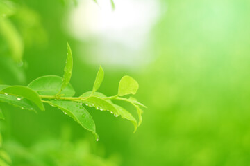 Closeup of Nature view of green leaves on blurred greenery background in forest. Focus on leaf and shallow depth of field.