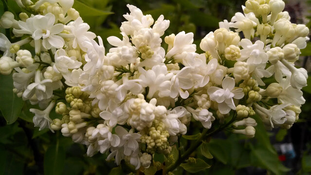 Syringa vulgaris 'Madame Lemoine'