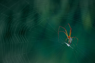 Spider on the web