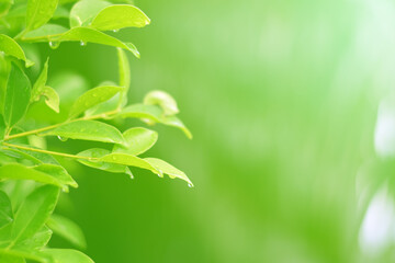 Closeup of Nature view of green leaves on blurred greenery background in forest. Focus on leaf and shallow depth of field.