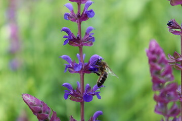 bee on a flower