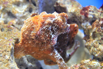 海底に擬態しているイロカエルアンコウの顔側