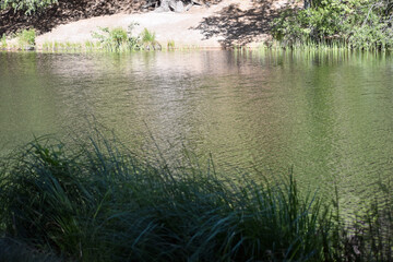 Lake View Through Reeds