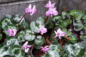 シクラメン　コウム　ルブラム