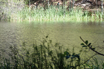 Cattails at Edge of Lake