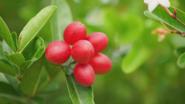 Close up of Carunda or Karonda fruits with leaves, fresh organic fruit