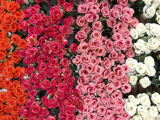 Naklejka premium Photos from artificial roses used for making backgrounds.