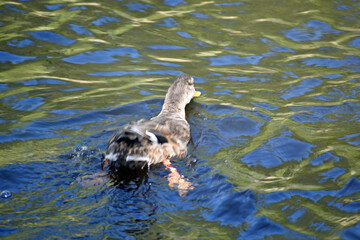 Duck Swimming