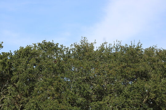 trees and sky, tree, sky, nature, green, blue, trees, landscape, forest, summer, spring, leaves, cloud, outdoors, wood, field, grass, plant, clouds, branches, day, pine, park, foliage, branch, view