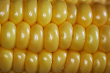 corn background, close-up, grain texture.  Natural properties of grain Ripe ear of corn
