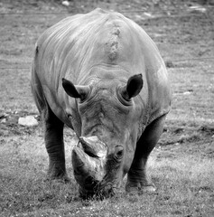 The white rhinoceros or square-lipped rhinoceros is the largest extant species of rhinoceros.  It has a wide mouth used for grazing and is the most social of all rhino species © Daniel Meunier