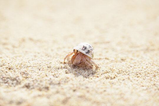 297 Best やどかり Images Stock Photos Vectors Adobe Stock