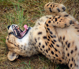 Cheetah is a large-sized feline inhabiting most of Africa and part of the Middle East.The cheetah is the only extant member of the genus Acinonyx,most notable for modifications in the species paws © Daniel Meunier
