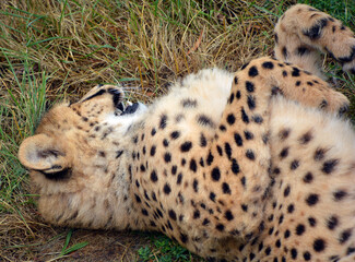 Cheetah is a large-sized feline inhabiting most of Africa and part of the Middle East.The cheetah is the only extant member of the genus Acinonyx,most notable for modifications in the species paws © Daniel Meunier