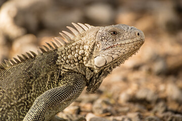 Close-up of iguana in the desert