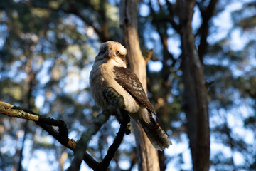 Kookaburra bird in Eucalyptus trees Australia