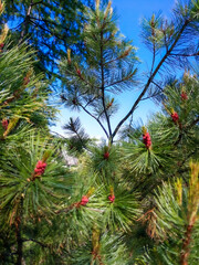 christmas tree branches