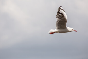 Seagull flying infront of clouds