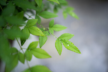 甘露に濡れる葉