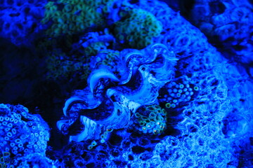青く照らされたサンゴ類