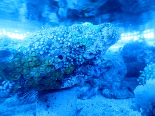 Fototapeta na wymiar 青く照らされたサンゴ類