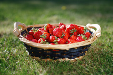 strawberries basket on green lawn background