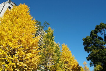 黄色に色づいたイチョウと青空