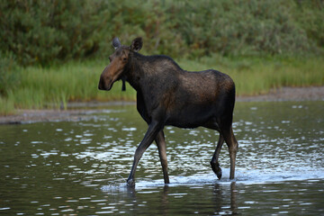 Female Moose Strolls Through Ankle Deep Water