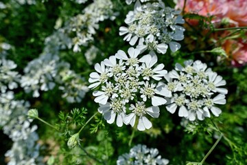 満開の宿根イベリスキャンディタフトの花＠大阪