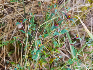 Sweet spurge plant