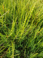 Glasswort, pickleweed or picklegrass