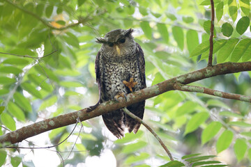 Beautiful  subacute Spot-bellied eagle-owl, high angle view, front shot, sitting and dressed upon...