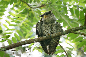 Beautiful  subacute Spot-bellied eagle-owl, high angle view, front shot, sitting and dressed upon the branch in tropical forest, national park in lower central of Thailand.