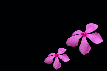 pink color flower isolated with black background