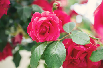 red roses in garden