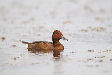Adult female Ferruginous pochard or white-eyed pochard, low angle view, side shot, in the morning floating and foraging  in the nature on the biggest swamp, non-hunting area of northern Thailand