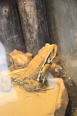 アズマヒキガエル