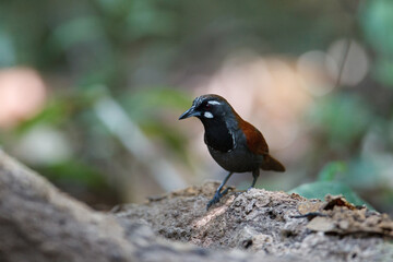 Closeup adult Black-throated Babbler, low angle view, front shot, in the morning foraging on the rock in nature of tropical moist rainforest, the wildlife sanctuary in southern Thailand.