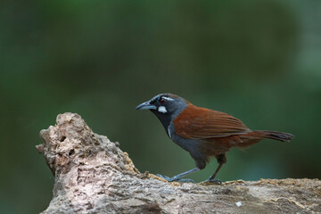 Closeup adult Black-throated Babbler, low angle view, front shot, in the morning foraging on the rock in nature of tropical moist rainforest, the wildlife sanctuary in southern Thailand.