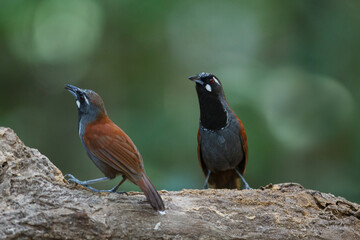 A couple of adult Black-throated Babbler, low angle view, front and rear shot, in the morning foraging on the rock in nature of tropical moist rainforest, the wildlife sanctuary in southern Thailand.