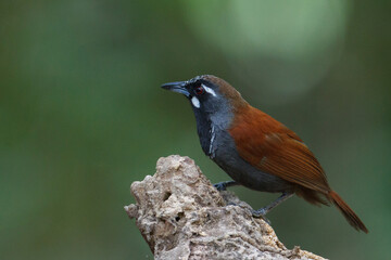 Closeup adult Black-throated Babbler, low angle view, side shot, in the morning foraging on the rock in nature of tropical moist rainforest, the wildlife sanctuary in southern Thailand.