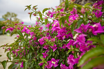 Scenery in the Glover Garden, Nagasaki, Japan